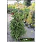 Picea abies Inversa - Świerk pospolity Inversa szczep. C_45 _200-225cm