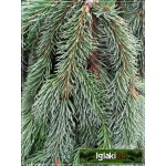 Picea abies Inversa - Świerk pospolity Inversa szczep. C_45 _200-225cm
