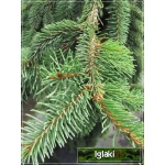 Picea abies Inversa - Świerk pospolity Inversa szczep. C_35 _225-250cm 