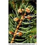 Picea abies - Picea excelsa - Świerk pospolity C2 20-30cm 