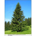 Picea abies - Picea excelsa - Świerk pospolity FOTO