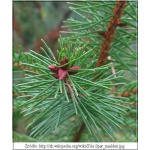 Picea abies - Picea excelsa - Świerk pospolity C2 20-30cm 