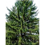 Picea abies - Picea excelsa - Świerk pospolity FOTO