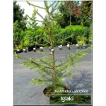 Picea abies - Picea excelsa - Świerk pospolity C2 40-60cm 