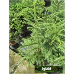 Picea abies - Picea excelsa - Świerk pospolity C2 40-60cm 
