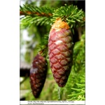 Picea abies - Picea excelsa - Świerk pospolity C3 60-80cm P xxxy
