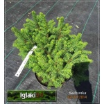 Picea abies Pumila Glauca - Świerk pospolity Pumila Glauca FOTO
