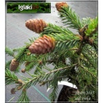 Picea abies Pusch - Świerk pospolity Pusch FOTO