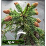 Picea abies Pusch - Świerk pospolity Pusch FOTO
