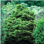 Picea abies Pygmaea - Świerk pospolity Pygmaea FOTO