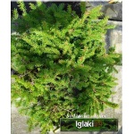Picea abies Pygmaea - Świerk pospolity Pygmaea FOTO