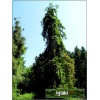 Picea abies Rotenhaus - Świerk pospolity Rotenhaus FOTO 