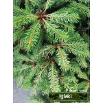 Picea abies Tabuliformis - Świerk pospolity Tabuliformis FOTO