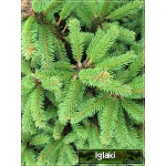 Picea abies Tabuliformis - Świerk pospolity Tabuliformis FOTO