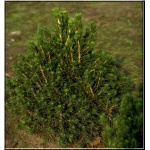 Picea Abies Tompa - Świerk Pospolity Tompa FOTO