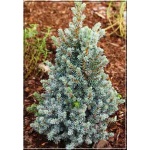 Picea glauca Alberta Blue - Świerk biały Alberta Blue FOTO