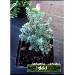 Picea glauca Alberta Blue - Świerk biały Alberta Blue FOTO