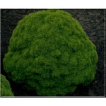 Picea glauca Alberta Globe - Świerk biały Alberta Globe FOTO
