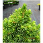 Picea glauca Alberta Globe - Świerk biały Alberta Globe C2 10-20cm