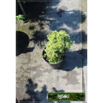 Picea glauca Alberta Globe - Świerk biały Alberta Globe C2 10-20cm