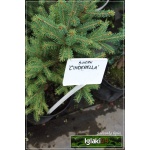 Picea glauca Cindrella - Świerk biały Cindrella FOTO