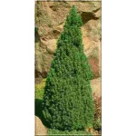 Picea glauca Laurin - Świerk biały Laurin C2 20-30cm xxxy