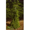 Picea omorika Pendula Bruns - Świerk serbski Pendula Bruns FOTO