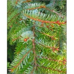 Picea omorika Pendula - Świerk Serbski Pendula FOTO
