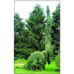 Picea omorika Pendula - Świerk Serbski Pendula FOTO