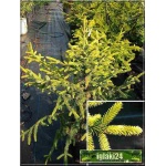 Picea orientalis Aureospicata - Świerk Kaukaski Aureospicata - Picea orientalis Aurea - Świerk Kaukaski Aurea C5 30-40cm