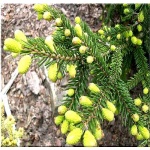 Picea orientalis Aureospicata - Świerk Kaukaski Aureospicata - Picea orientalis Aurea - Świerk Kaukaski Aurea FOTO
