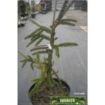 Picea orientalis Aureospicata - Świerk Kaukaski Aureospicata - Picea orientalis Aurea - Świerk Kaukaski Aurea C5 30-40cm