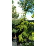 Picea orientalis Aureospicata - Świerk Kaukaski Aureospicata - Picea orientalis Aurea - Świerk Kaukaski Aurea FOTO