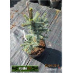 Picea pungens Białobok - Świerk kłujący Białobok szczep. C5 40-60cm