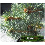 Picea pungens Białobok - Świerk kłujący Białobok szczep. C_25 _100-125cm