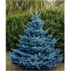Picea pungens Blue Diamond - Świerk kłujący Blue Diamond FOTO