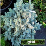 Picea pungens Glauca Globosa - Świerk kłujący Glauca Globosa szczep. bryła 60-80cm