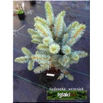 Picea pungens Glauca Globosa - Świerk kłujący Glauca Globosa szczep. C3 30-40cm