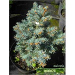 Picea pungens Glauca Globosa - Świerk kłujący Glauca Globosa szczep. C7,5 30-40cm