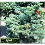 Picea pungens Glauca Globosa - Świerk kłujący Glauca Globosa szczep. C7,5 30-40cm