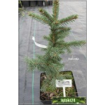 Picea pungens Glauca - Świerk kłujący Srebrny C3 20-30cm
