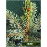 Picea pungens Glauca - Świerk kłujący Srebrny C3 20-30cm