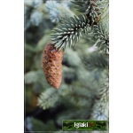 Picea pungens Hoopsii - Świerk kłujący Hoopsii szczep. C_15 _100-120cm