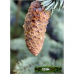 Picea pungens Hoopsii - Świerk kłujący Hoopsii szczep. C_15 _100-120cm