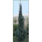 Picea pungens Iseli Fastigiate - Świerk kłujący Iseli Fastigiate szczep. C7,5 60-80cm