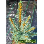 Picea pungens Iseli Fastigiate - Świerk kłujący Iseli Fastigiate szczep. C7,5 60-80cm