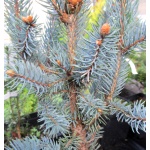 Picea pungens Iseli Fastigiate - Świerk kłujący Iseli Fastigiate szczep. C_15 _100-120cm 