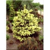 Picea pungens Maigold - Świerk kłujący Maigold FOTO