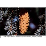 Picea pungens - Świerk kłujący FOTO
