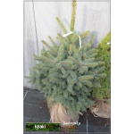 Picea pungens - Świerk kłujący FOTO